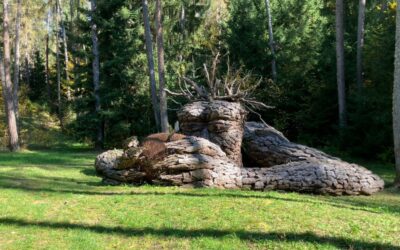 Cavareno_Land_Art4 Land Art en Cavareno, provincia de Trento (Italia)